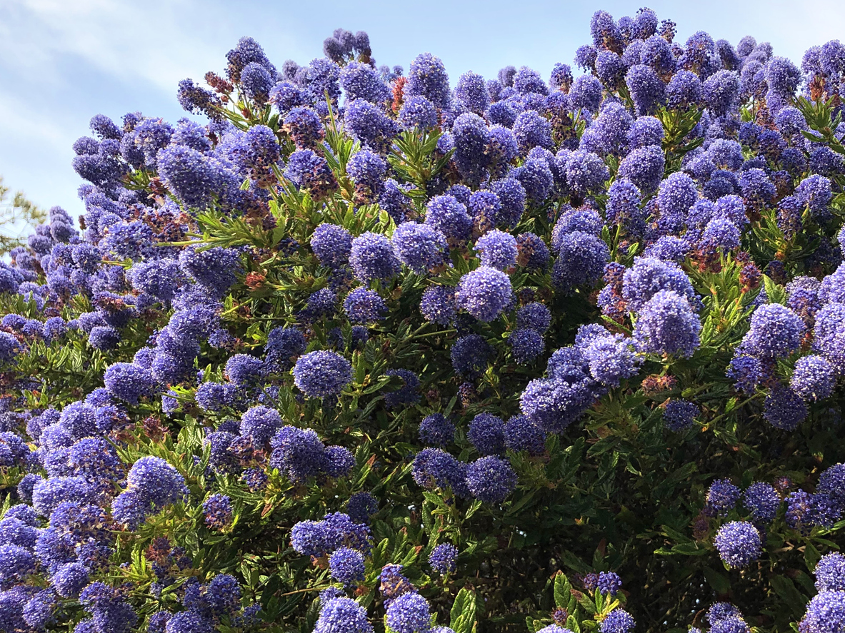 French Lavender 