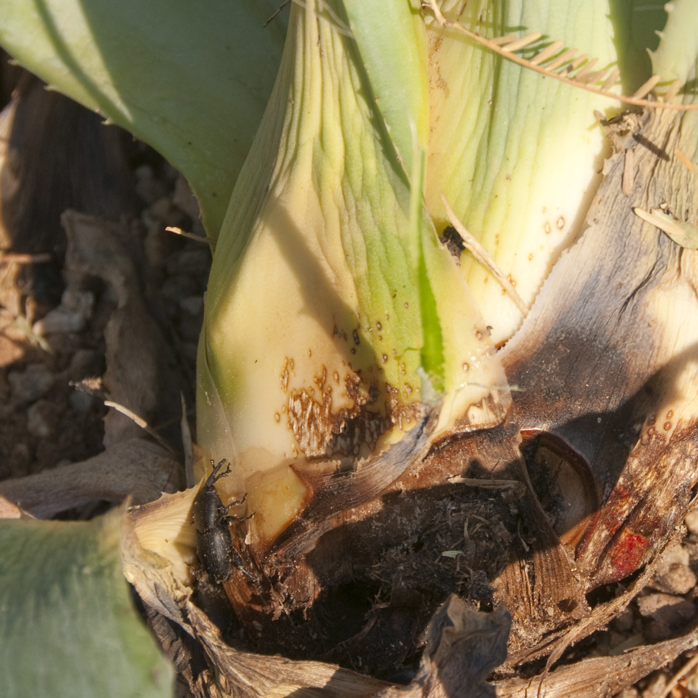 Agave Snout Weevil