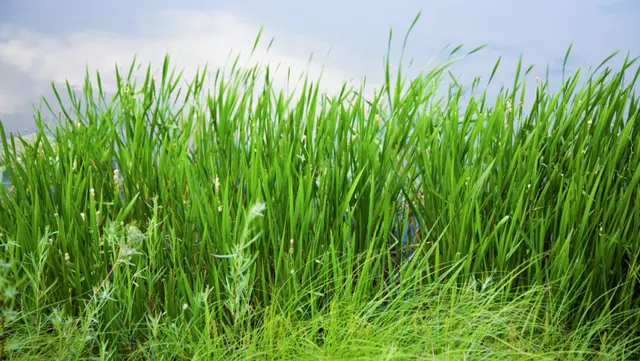 Grassy field