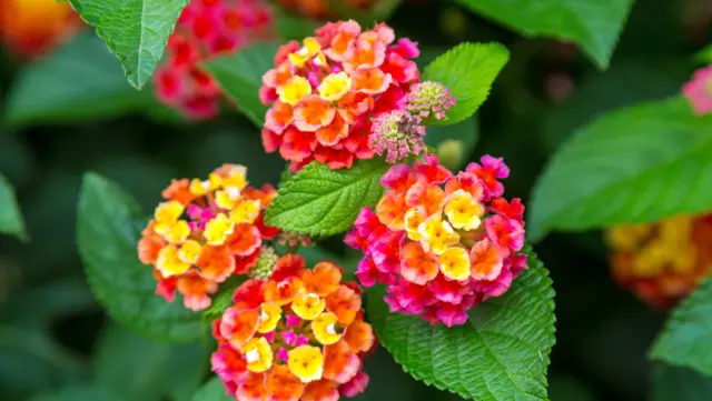 Seasonal Color
