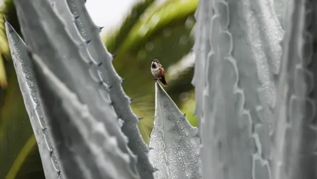 Agave Snout Weevil
