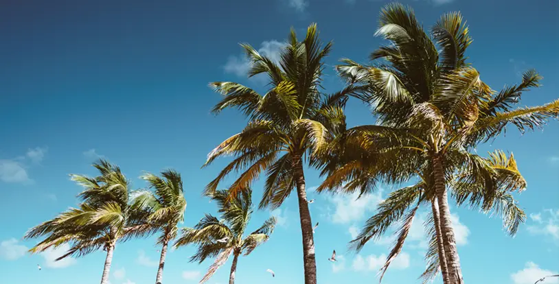 Santa Ana Winds