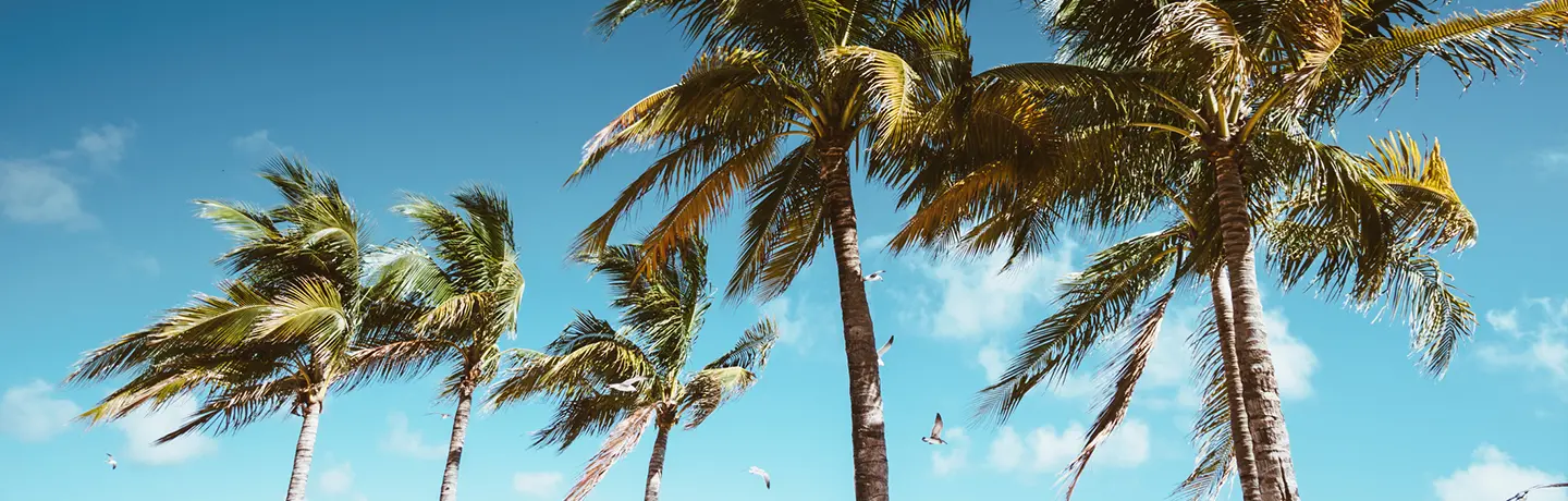 Santa Ana Winds